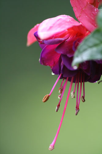 Blomma