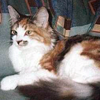 Kajsa