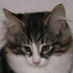 Pallas Athena 12 veckor