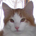 Timo 17 veckor
