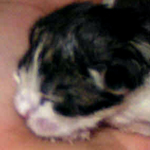 Russin