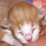 Oskar