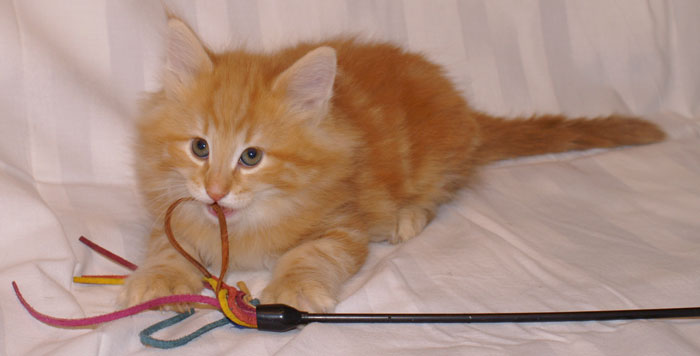 Merlot 7 veckor