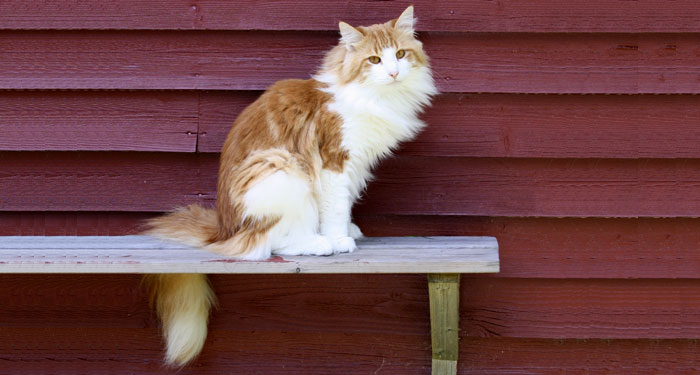 Mimmi 2009