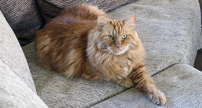 Mimmi 2009