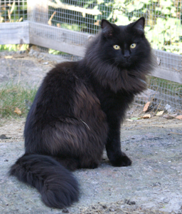 Maja i kattgården juli 2006