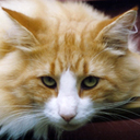Nalle