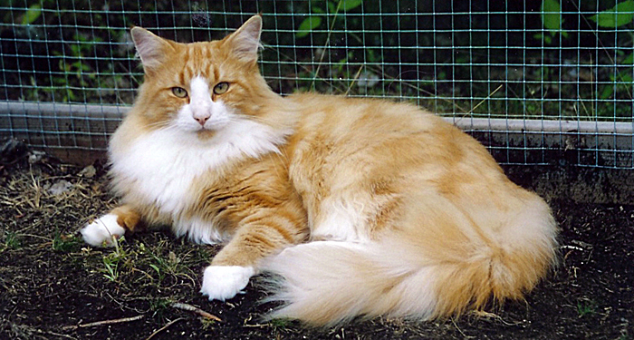 Nalle sommaren 2003
